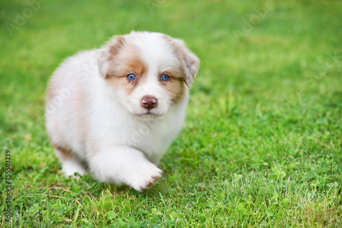 Australian Shepherd Aussie puppy of red merle color on a green background in the spring garden