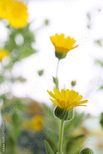 floral background of blooming calendula