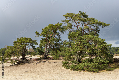 Scots pine trees (pinus sylvestris) in the Soester Duinen on the Utrechtse Heuvelrug during early spring. © Catstyecam