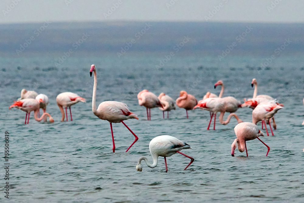 A flock of pink flamingos in their natural environment. Flamingos on the lake.  Kurgalzhinsky reserve. Kazakhstan.