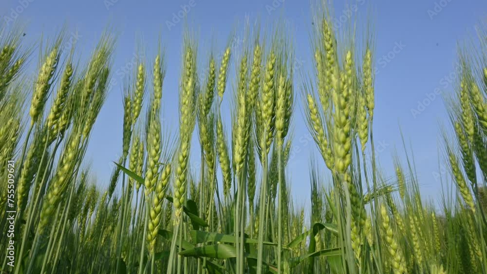 Ears of wheat plants. Panoramic view of green field of wheat a clear sunny day. Ultra h d 4k close up. Green wheat field swaying in the wind. Beautiful view of green field.
Ears of wheat plants. Panoramic view of green field of wheat a clear sunny day. Ultra h d 4k close up. Green wheat field swaying in the wind. Beautiful view of green field.