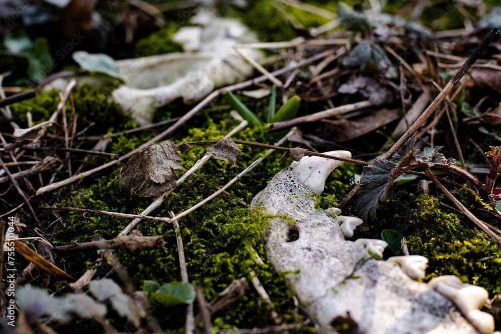 Animal skull in moss lies in forest Animal skull in moss lies in forest