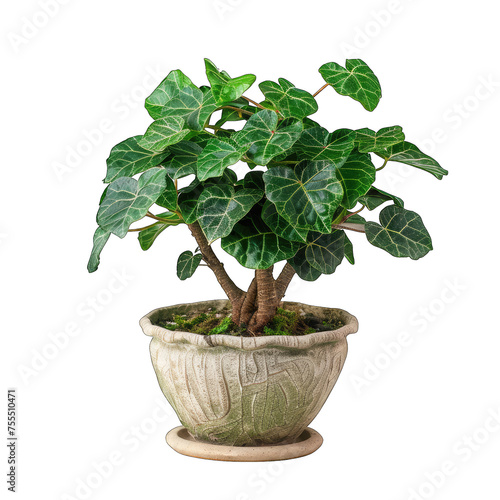 Hobo Jatropha Podagrica Buddha Belly Plant isolated on white with striped green overlay, transparent cut out - unique and eye-catching botanical concept. photo