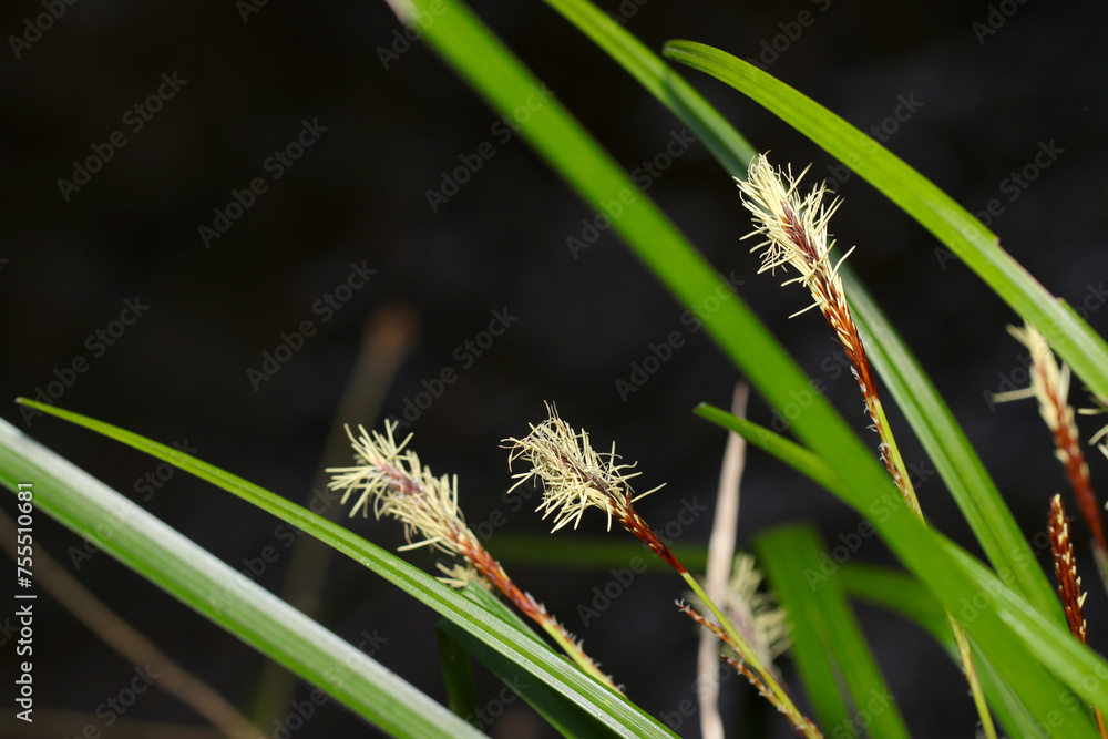 Japanese Carex lanceolata (Hikagesuge) that opens its white brush-like male spikelets (Natural+flash light, macro close-up photography)