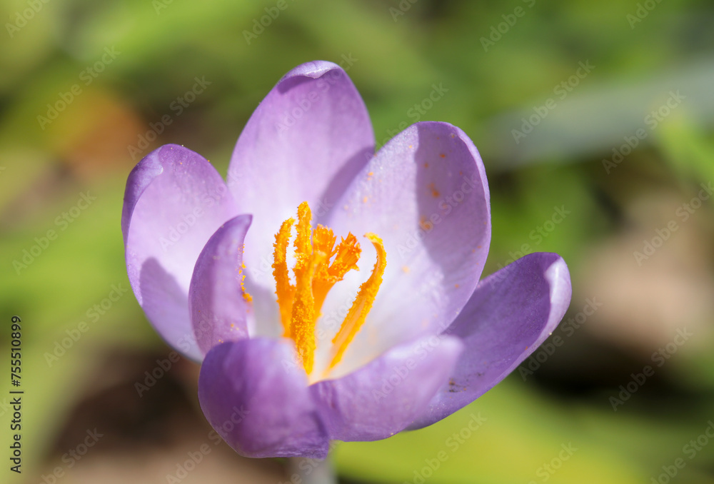橙色と薄紫色のコントラストが美しいクロッカスの花アップ（晴天下マクロ撮影）