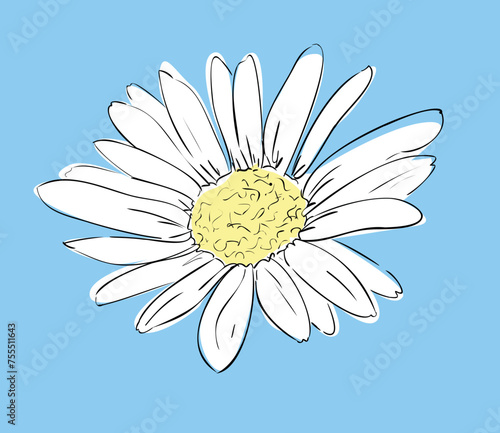 Herb medicinal chamomile. Hand drawn flower vector illustration, chamomile sketch 