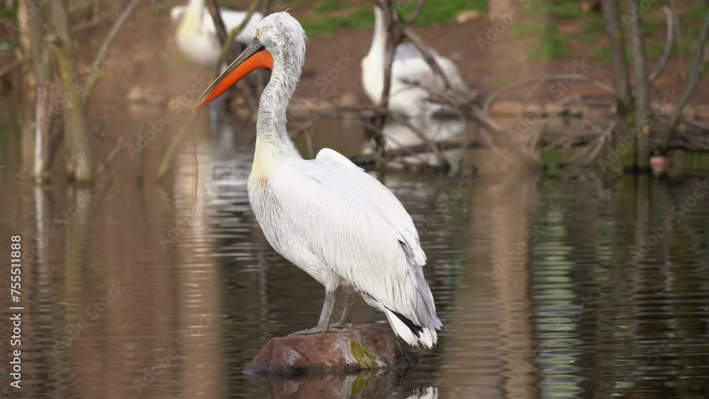 Dalmatian Pelican ( Pelecanus crispus ) Perched on Rock amid Marsh Water Dalmatian Pelican ( Pelecanus crispus ) Perched on Rock amid Marsh Water