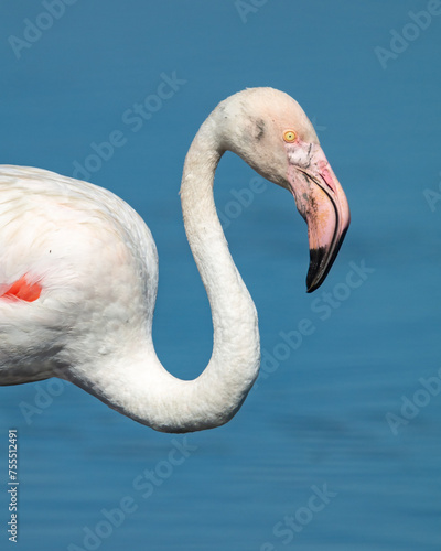 Phoenicopterus roseus