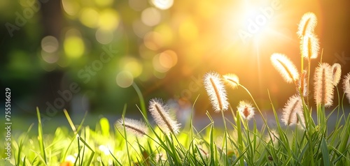 Bunny tails grass or Lagurus Ovatus or rabit tails or tan pom pom plants. background, wallpaper, ornament. 