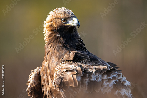 Golden eagle portrait in the morning sunlight