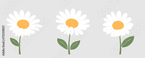 Daisy flower with green leaves on grey background vector. Cute wall art decoration.