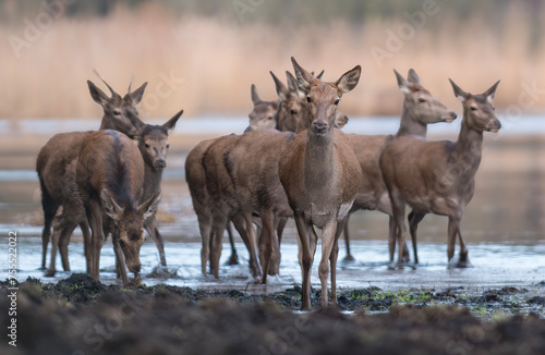 Red Deer, Deer in a natural habitat in the morning.