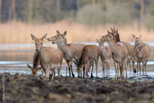 Red Deer, Deer in a natural habitat in the morning. photo