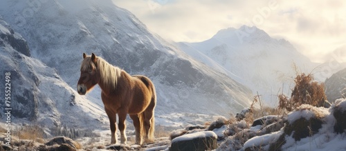 A well-nourished Isabella horse, known for its beautiful appearance, stands gracefully on top of a mountain covered in snow during winter. The horse grazes on the mountain pastures as it enjoys the