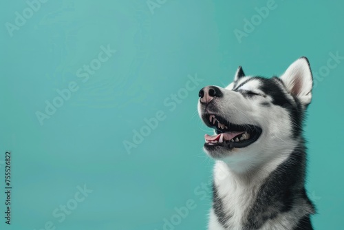 Joyful Siberian Husky Smiling Against a Chic Turquoise Backdrop - Generative AI