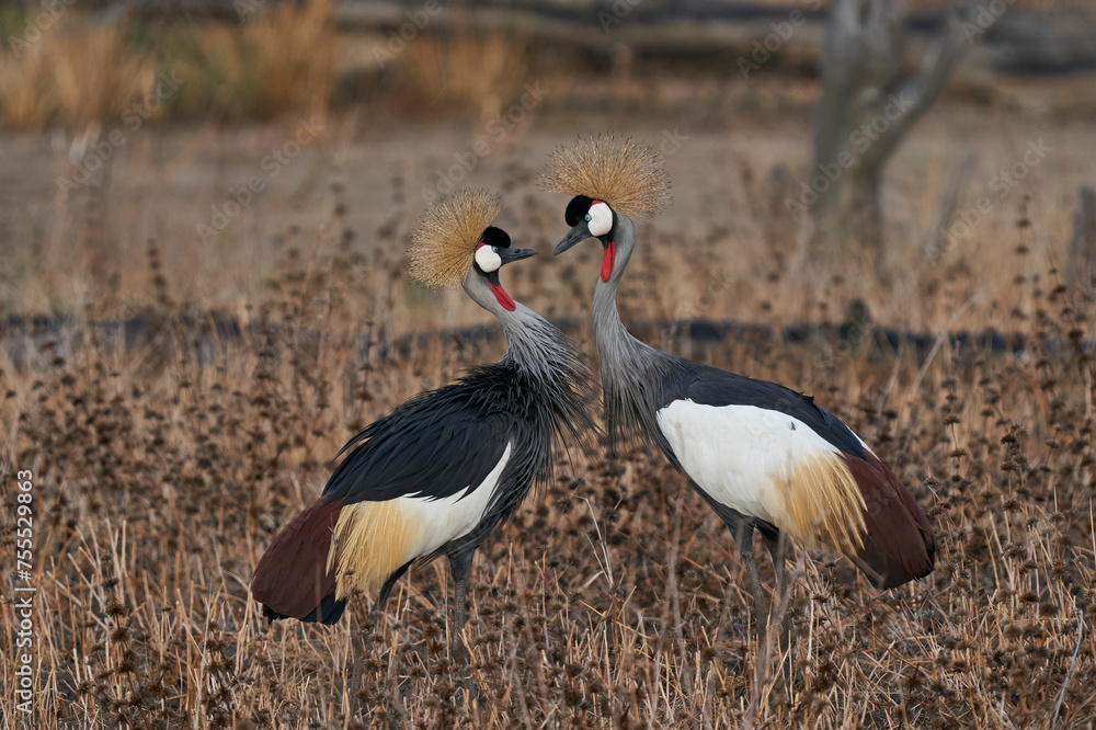Fototapeta premium Grey Crowned Cranes (Balearica regulorum) displaying at the start of the rainy season in South Luangwa National Park, Zambia