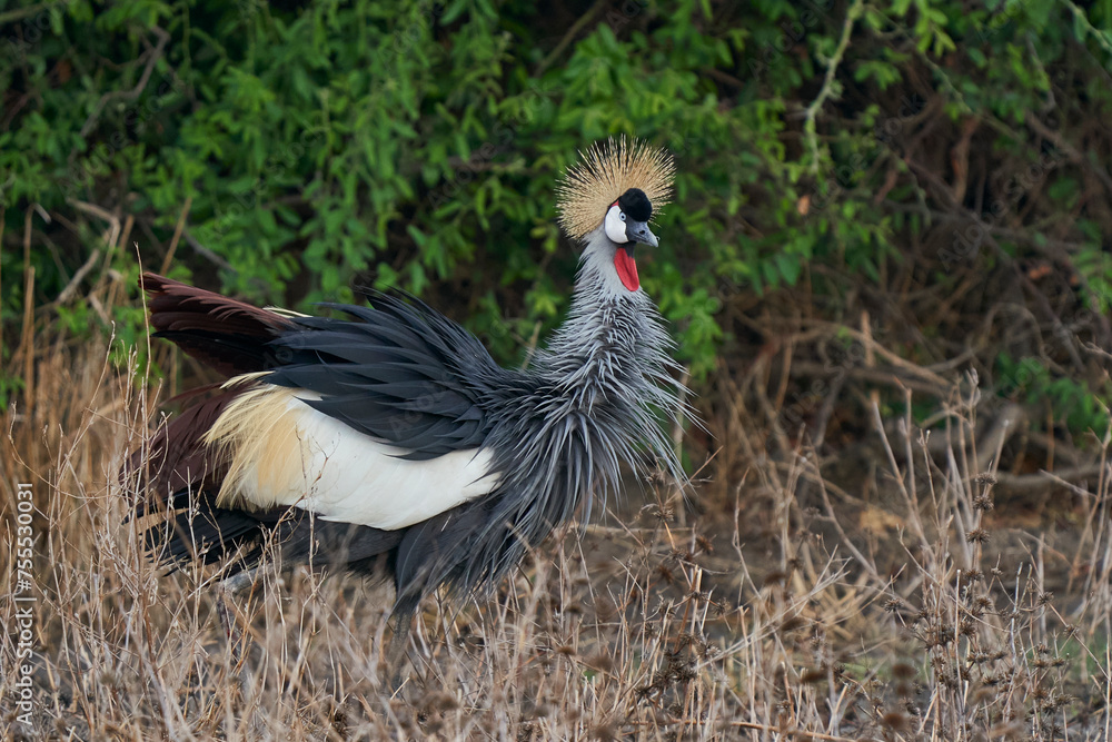 Grey Crowned Cranes (Balearica regulorum) displaying at the start of the rainy season in South Luangwa National Park, Zambia