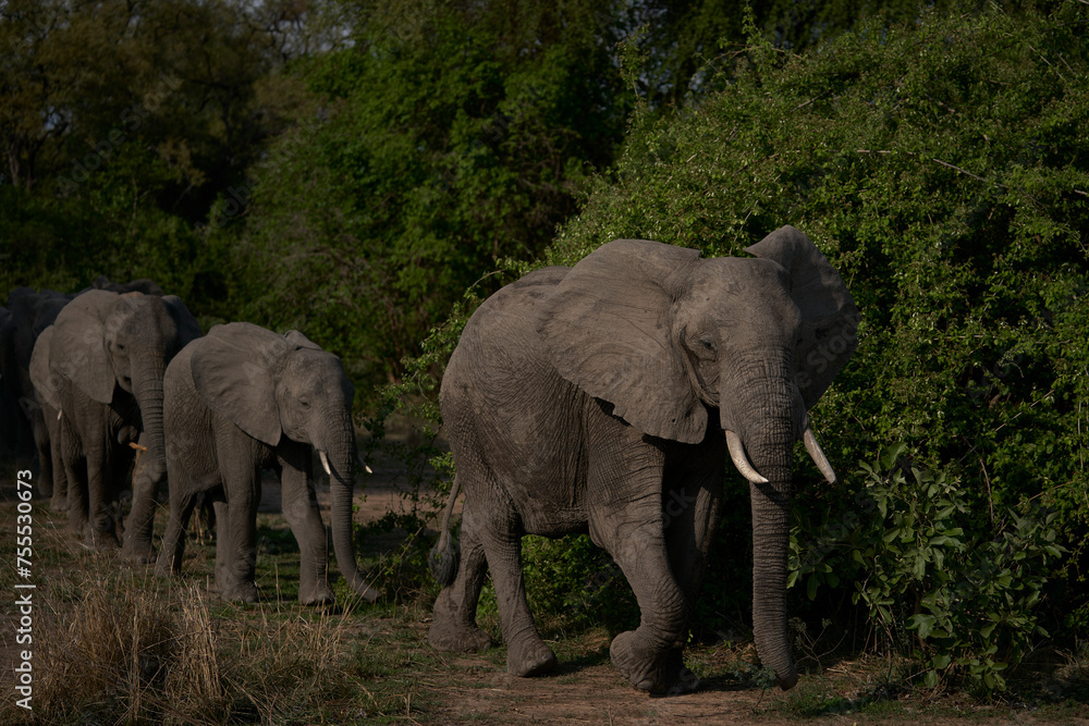 Group of African Elephant (Loxodonta africana) in South Luangwa National Park, Zambia