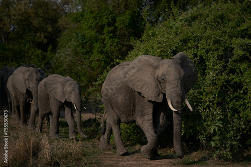 Group of African Elephant (Loxodonta africana) in South Luangwa National Park, Zambia