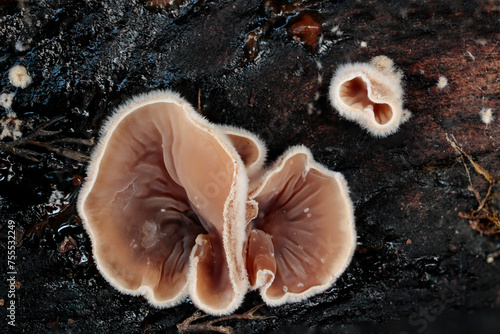 wrinkled hairy cups of an Ascomycete growing out of a black stroma, photo