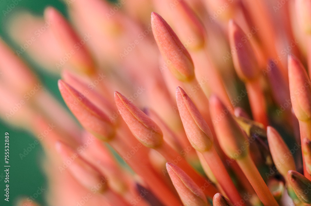 Close up photo of numerous red flower buds. Elongated and pointed. Abstract background. Concepts of nature, growth and plant structures.