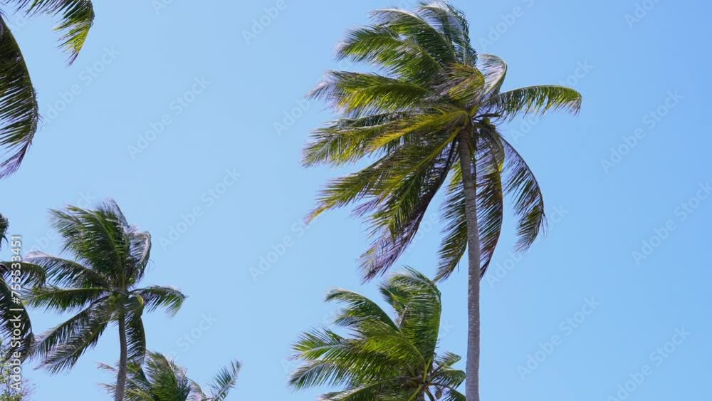 Coconut trees with the wind and the blue sky Coconut trees with the wind and the blue sky