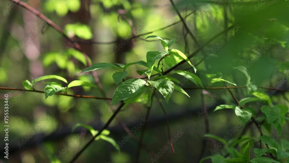 fresh forest greenery in spring 4k 30fps video fresh forest greenery in spring 4k 30fps video