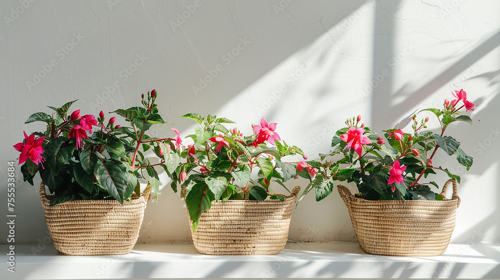 Fuchsia plants are in woven baskets.
