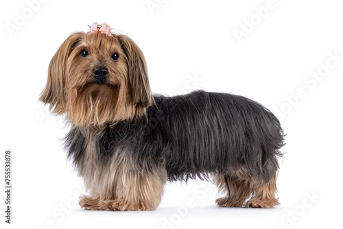 Adult Yorkshire Terrier dog, standing side ways. Pink bow tie in hair. Looking towards camera. Isolated on a white background. © Nynke