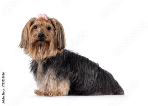 Adult Yorkshire Terrier dog, sitting up side ways. Pink bow tie in hair. Looking towards camera. Isolated on a white background. © Nynke