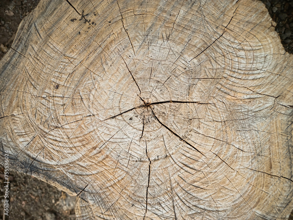 Naklejka premium Cross section of tree trunk.Teak tree ring widths and texture.