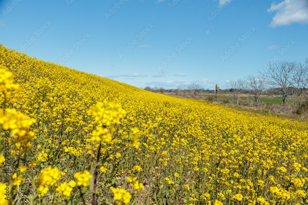 春の到来を告げるなの花畑 春の到来を告げるなの花畑
