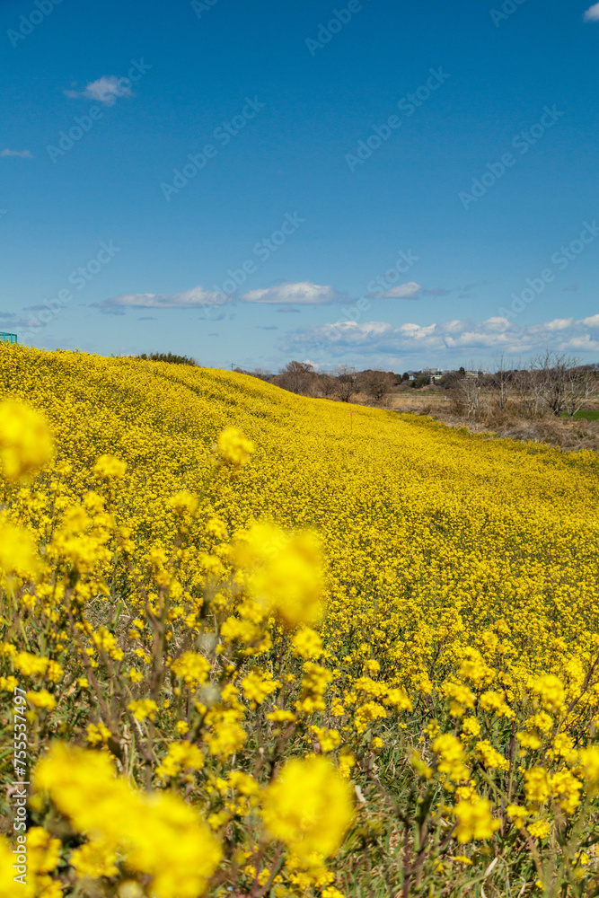 Obraz premium 春の到来を告げるなの花畑
