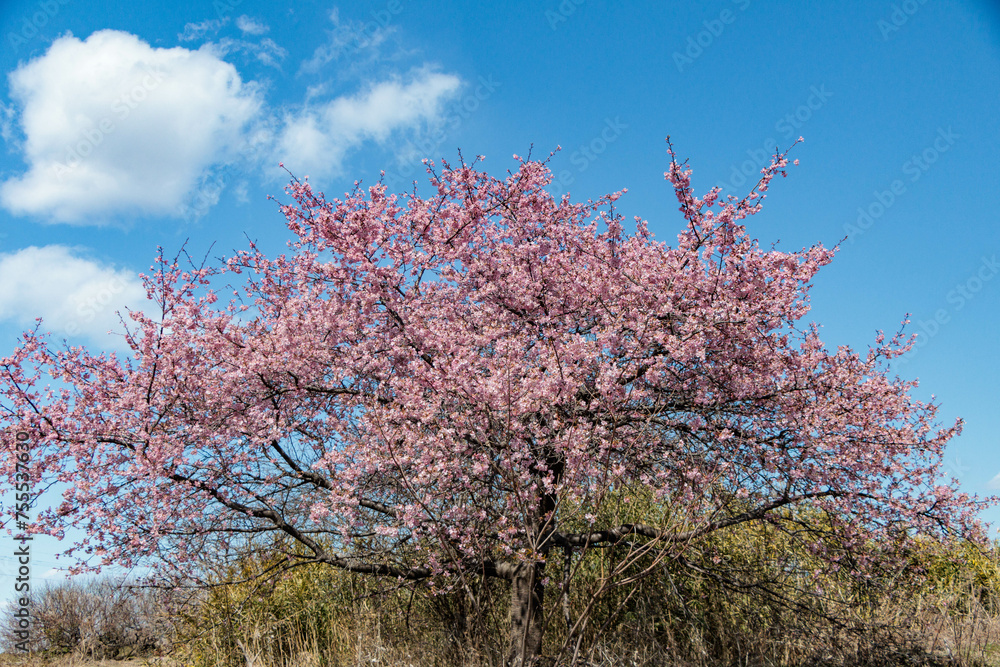 春を告げる早咲の桜