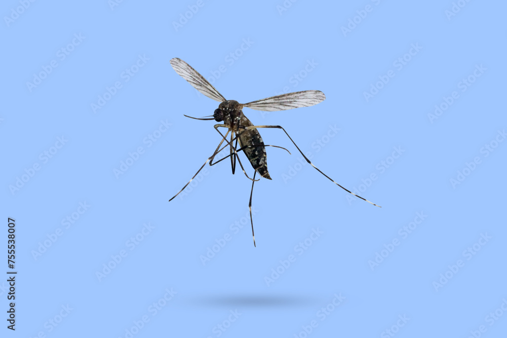 Flying mosquito isolated on blue background - obrazy, fototapety, plakaty 