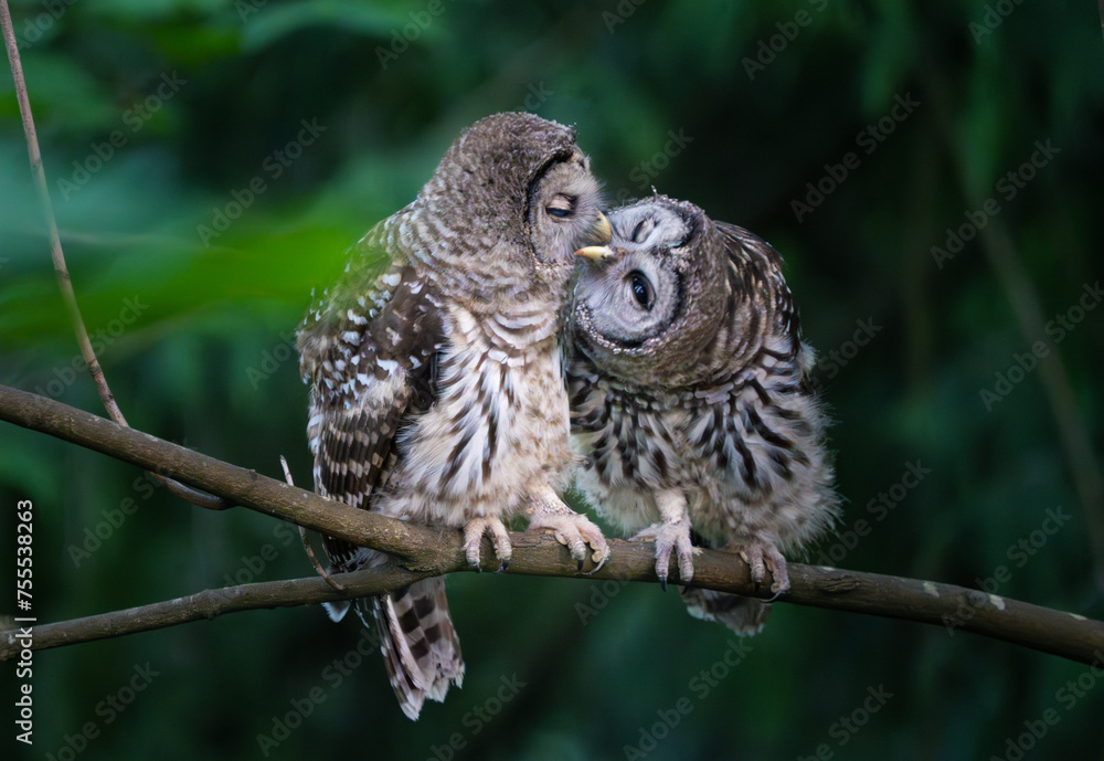 Baby barred owlets perched on a tree branch Baby barred owlets perched on a tree branch