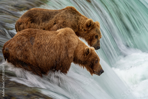 Canvas Print Alaska Brown Bears fishing on the lip of the river in Katmai National Park