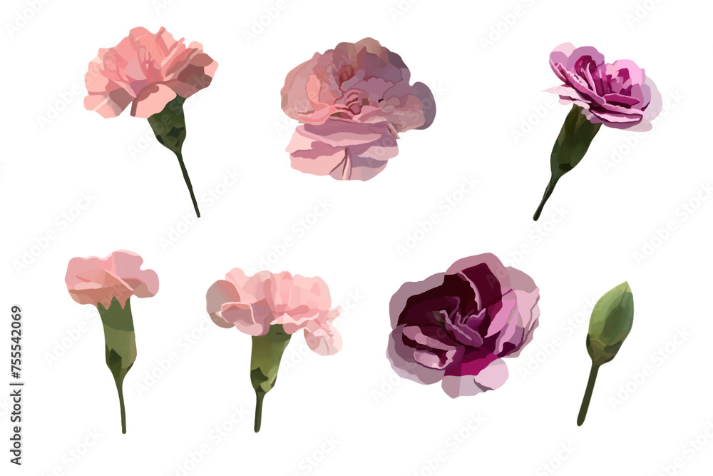 Obraz premium Set of pink purple carnation flower heads blooming for design elements. invitation wedding spring love beauty mother's day.