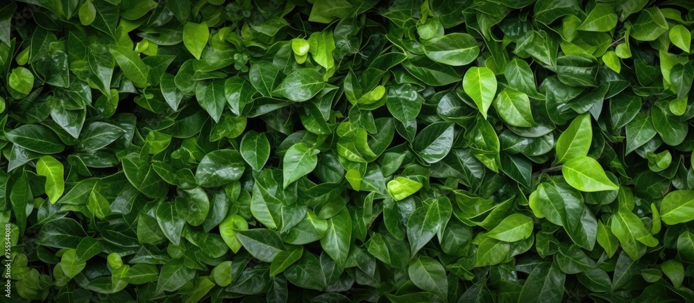 This close-up shot showcases a vibrant green leafy wall, perfect for use as decor or a background. The leaves are dense and close together, creating a lush and textured surface. This close-up shot showcases a vibrant green leafy wall, perfect for use as decor or a background. The leaves are dense and close together, creating a lush and textured surface.