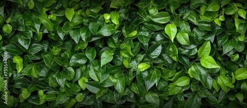 This close-up shot showcases a vibrant green leafy wall, perfect for use as decor or a background. The leaves are dense and close together, creating a lush and textured surface.