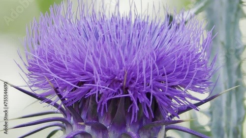 Macro de flor de cardo photo