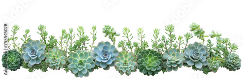 Succulents with rich and dense foliage isolated on a transparent background. Succulents isolated on a transparent background. Border with a repeating design of succulents on the transparent background photo