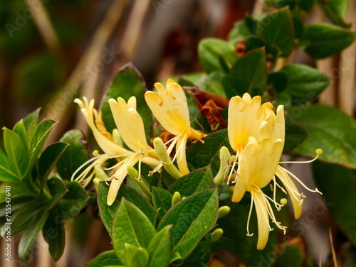 Yellow flowers and fruitsa of Honeysuckle (Lonicera biflora), Spain photo