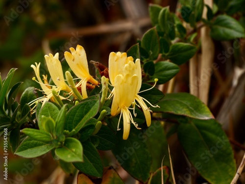 Yellow flowers and fruitsa of Honeysuckle (Lonicera biflora), Spain photo