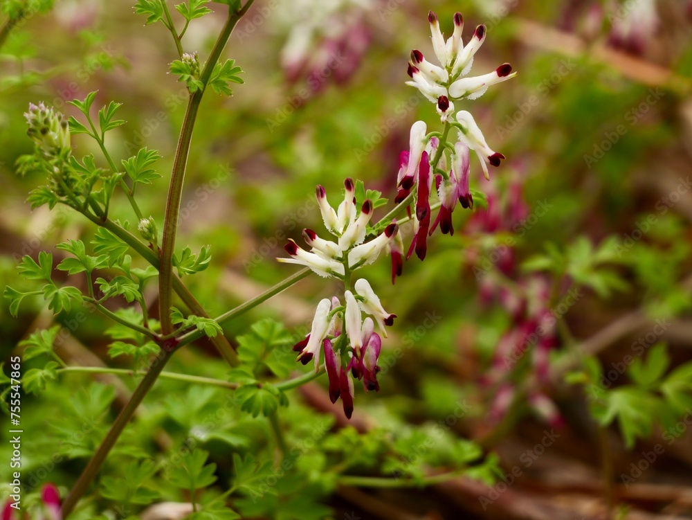 Flowers of the white ramping fumitory or climbing fumitory (Fumaria capreolata), Spain Flowers of the white ramping fumitory or climbing fumitory (Fumaria capreolata), Spain