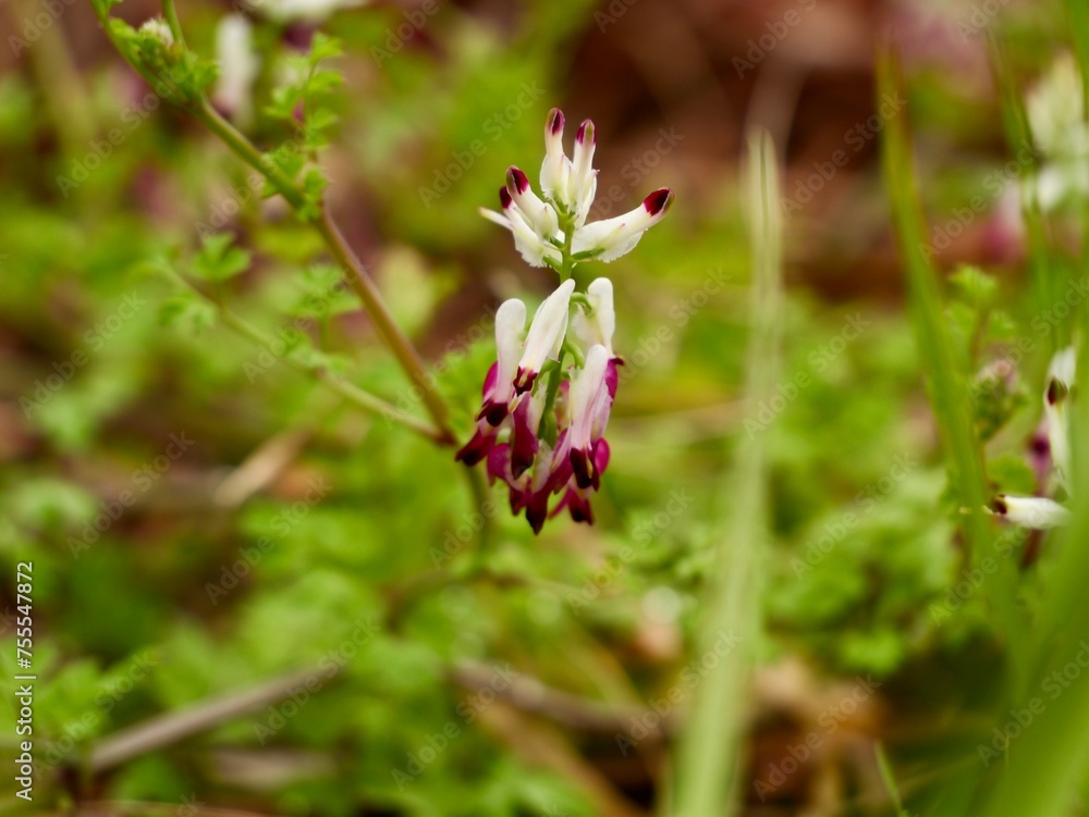 Flowers of the white ramping fumitory or climbing fumitory (Fumaria capreolata), Spain