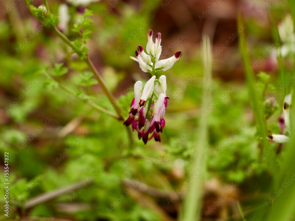 Flowers of the white ramping fumitory or climbing fumitory (Fumaria capreolata), Spain Flowers of the white ramping fumitory or climbing fumitory (Fumaria capreolata), Spain