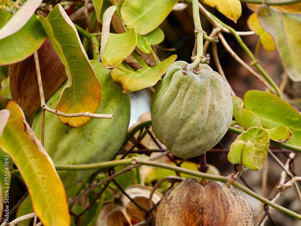 The fruits and seeds of harmful invasive species Bladderflower, white ...