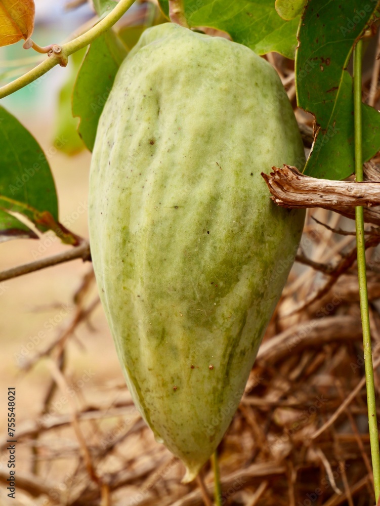 The fruits and seeds of harmful invasive species Bladderflower, white ...