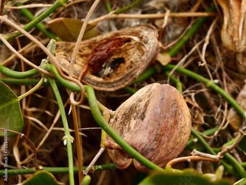 The fruits and seeds of harmful invasive species Bladderflower, white bladderflower, bladder vine, cruel vine, cruel plant, moth plant, moth vine, common moth vine (Araujia sericifera), Spain photo